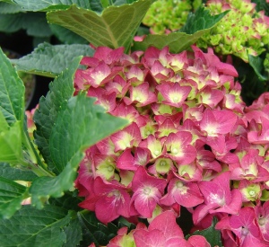 Hydrangea macrophylla 'Hot Red'