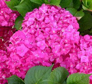 Hydrangea macrophylla 'Leuchtfeuer'