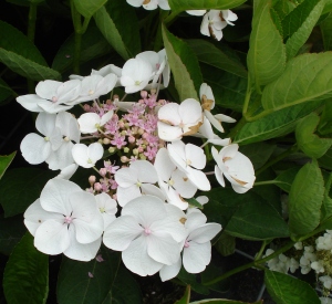 Hydrangea macrophylla 'Libelle'