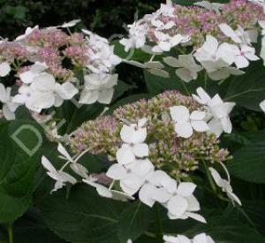 Hydrangea macrophylla 'Lanarth White'