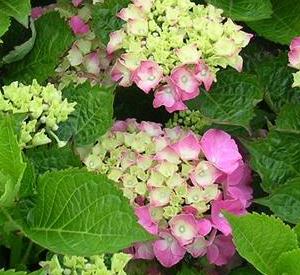 Hydrangea macrophylla 'Masja'