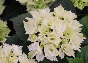Hydrangea macrophylla 'Magical Noblesse'