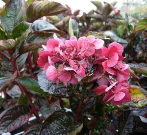 Hydrangea macrophylla 'Merveille Sanguinea'