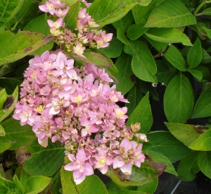 Hydrangea macrophylla 'Romance'