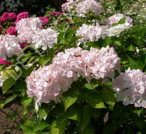 Hydrangea macrophylla 'Soeur Th�r�se'