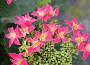 Hydrangea macrophylla 'Feather Pink'