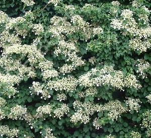 Hydrangea anomala subsp. petiolaris