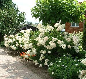 Hydrangea paniculata 'Grandiflora'