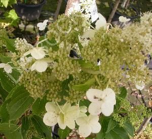 Hydrangea paniculata 'Kyushu'