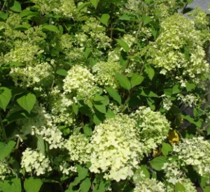 Hydrangea paniculata 'Limelight'