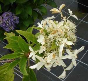 Hydrangea paniculata 'Le Vasterival'