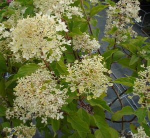 Hydrangea paniculata 'Phantom'