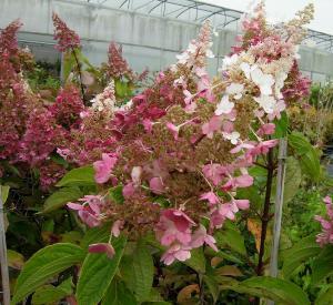 Hydrangea paniculata 'Pinky Winky' (r)