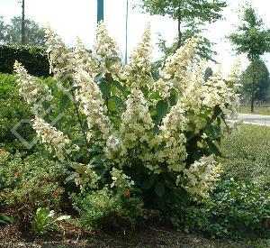 Hydrangea paniculata 'Unique'