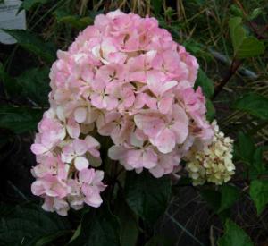 Hydrangea paniculata 'Vanille-Fraise' (r)