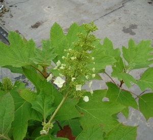 Hydrangea quercifolia 'Alice'