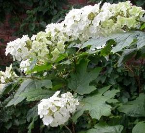 Hydrangea quercifolia 'Snow Queen'