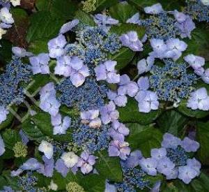 Hydrangea serrata 'Bluebird'