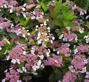 Hydrangea serrata 'Intermedia'