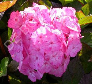 Hydrangea serrata 'Preziosa'