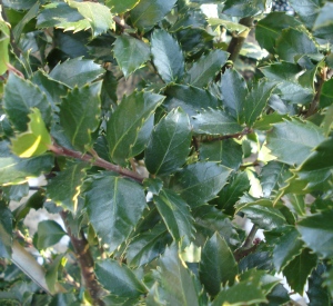 Ilex meserveae 'Blue Prince'