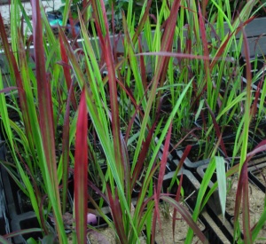 Imperata cylindrica 'Red Baron'