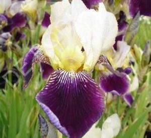 Iris germanica 'Salonique'