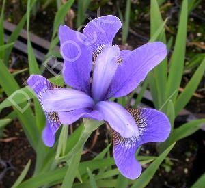Iris sibirica 'Blue King'