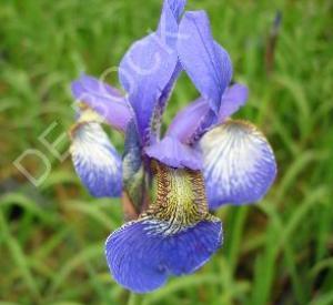 Iris sibirica 'Perry's Blue'