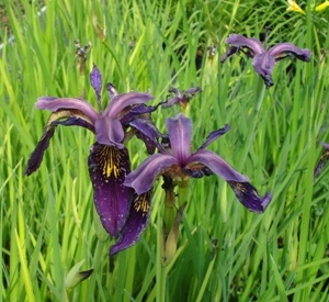 Iris sibirica 'Ruby Wine'