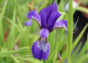 Iris sibirica 'Shaker's Prayer'