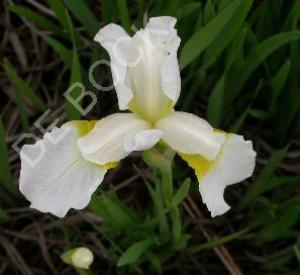 Iris sibirica 'Snow Queen'