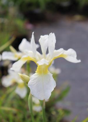 Iris sibirica 'White Swirl'