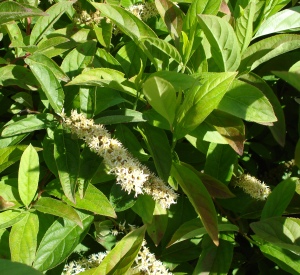 Itea virginica