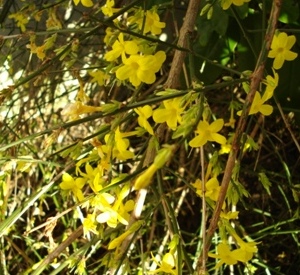 Jasminum nudiflorum