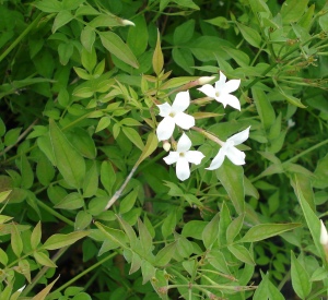 Jasminum officinale