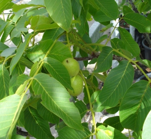 Juglans regia 'Broadview'