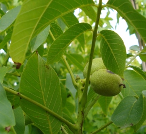 Juglans regia 'Parisienne'