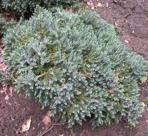 Juniperus squamata 'Blue Star'