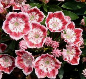 Kalmia latifolia 'Minuet'