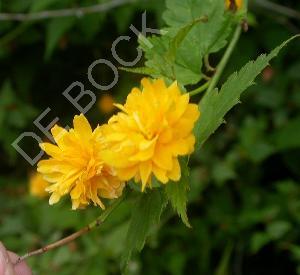 Kerria japonica 'Pleniflora'