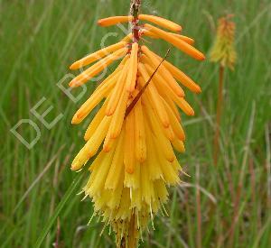 Kniphofia 'Shining Sceptre'