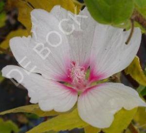 Lavatera 'Blushing Bride'