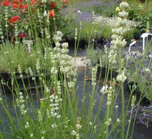 Lavandula angustifolia 'Alba'