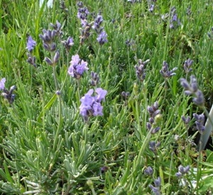 Lavandula angustifolia 'Dwarf Blue'