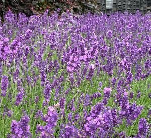 Lavandula angustifolia 'Hidcote'