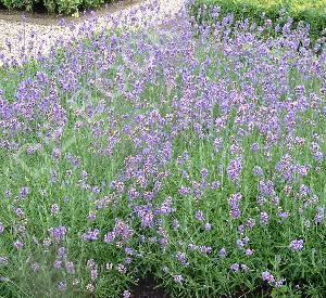 Lavandula angustifolia 'Munstead'