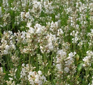 Lavandula angustifolia 'Nana Alba'