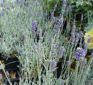 Lavandula angustifolia 'Richard Gray'