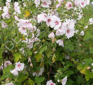 Lavatera 'Barnsley'